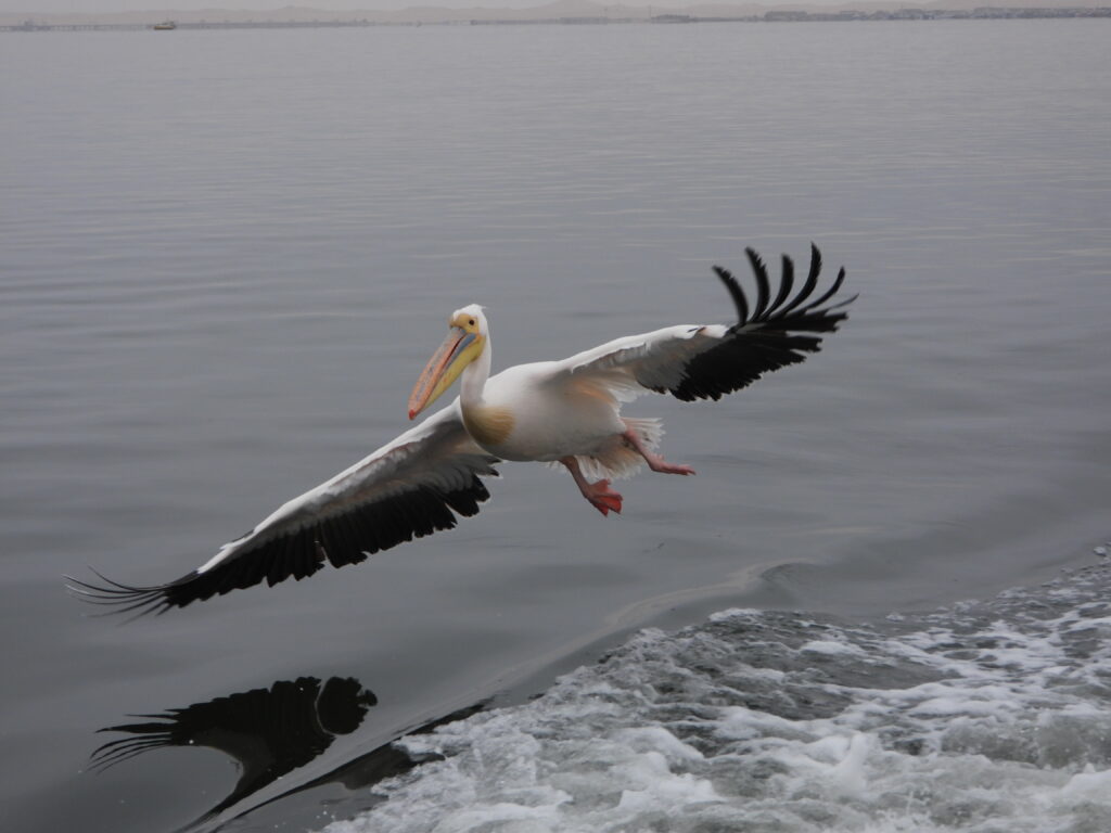 Pellicani in Namibia