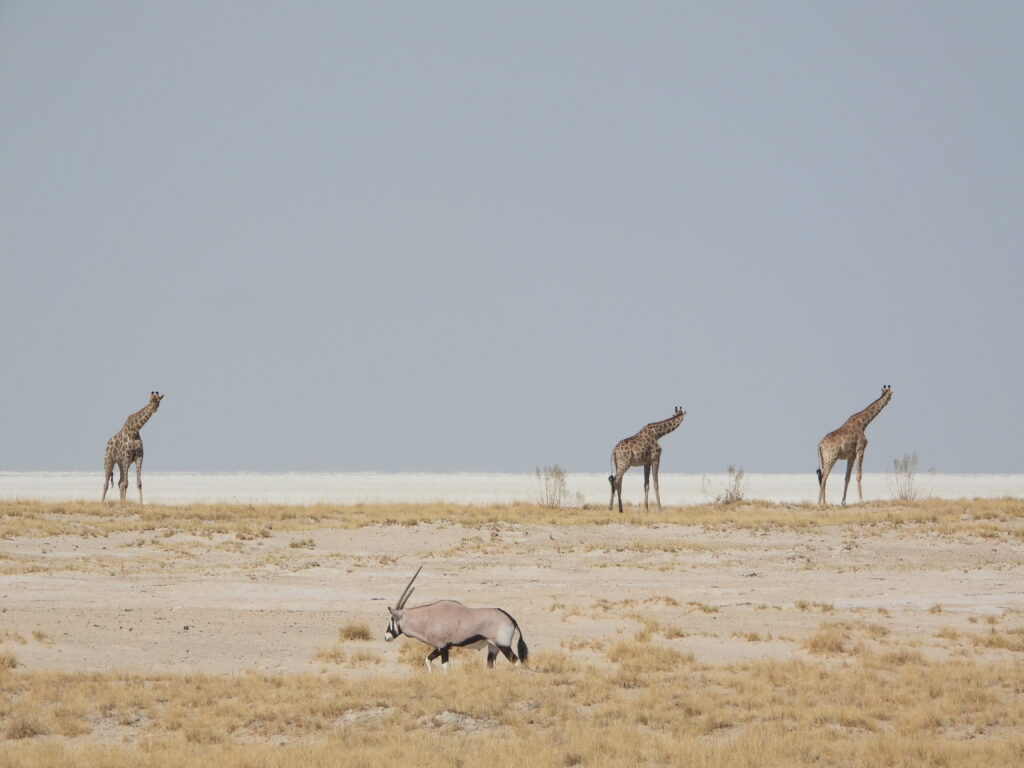 Parco Etosha Namibia